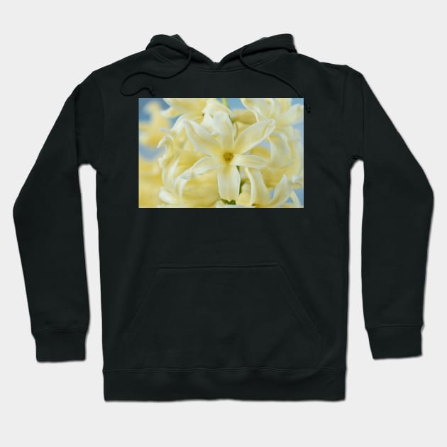 Hyacinthus orientalis  &#39;Gypsy Princess&#39;  Hyacinth Hoodie by chrisburrows